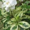 Variegated August Beauty Gardenia - 1 Gallon Pot -Garden Plants Shop Gardenia Variegated BS 2