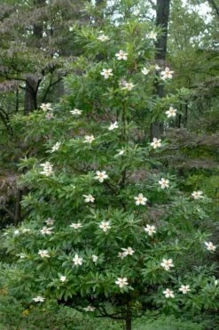 Sweet Tea Mountain Gordlinia - 3 Gallon Pot 9 Sweet Tea Mountain Gordlinia - 3 Gallon Pot -Garden Plants Shop Gordlinia Sweet Tea 12