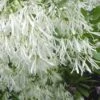 Grancy Graybeard - White Fringe Tree - 3 Gallon Pot -Garden Plants Shop Grancy Graybeard Tree Flowers 21 500x750 1