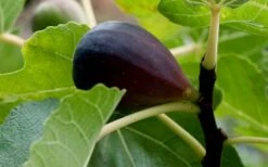 Black Mission Fig Tree - 1 Gallon Pot 11 Black Mission Fig Tree - 1 Gallon Pot -Garden Plants Shop Grape Black Mission 50