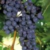 Concord Grape Vine - 3 Gallon Pot -Garden Plants Shop Grape Concord 1