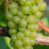Niagara Seedless Grape Vine - 1 Gallon Pot -Garden Plants Shop Grape Niagra 3