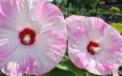 Luna Pink Swirl Hardy Hibiscus - 3 Gallon Pot -Garden Plants Shop Hibiscus Luna Pink Swirl 3