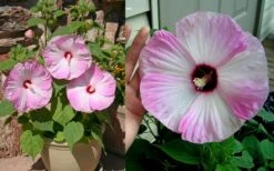 Luna Pink Swirl Hardy Hibiscus - 3 Gallon Pot -Garden Plants Shop Hibiscus Luna Pink Swirl 4