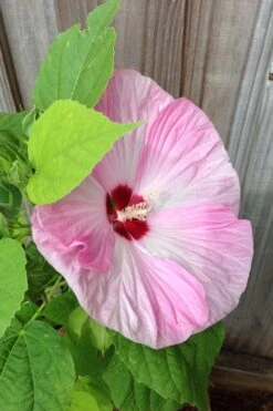Luna Pink Swirl Hardy Hibiscus - 3 Gallon Pot -Garden Plants Shop Hibiscus Luna Pink Swirl 500x750 1