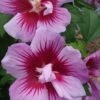 Purple Pillar Rose Of Sharon - 1 Gallon Pot -Garden Plants Shop Hibiscus Purple Pillar 22 500x750 1