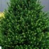 Pyramidal Compacta Japanese Holly - 3 Gallon Pot 2 Pyramidal Compacta Japanese Holly - 3 Gallon Pot -Garden Plants Shop Holly Pyramidal Compacta BS