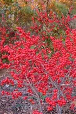 Winter Red Female Winterberry Holly - 3 Gallon Pot -Garden Plants Shop Holly Winter Red 1