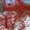 Winter Red Female Winterberry Holly - 3 Gallon Pot -Garden Plants Shop Holly Winter Red 2
