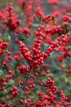 Winter Red Female Winterberry Holly - 3 Gallon Pot -Garden Plants Shop Holly Winter Red 3