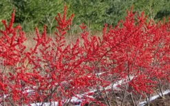Winter Red Female Winterberry Holly - 3 Gallon Pot -Garden Plants Shop Holly Winter Red 4