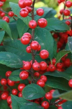 Winter Red Female Winterberry Holly - 3 Gallon Pot -Garden Plants Shop Holly Winter Red 5