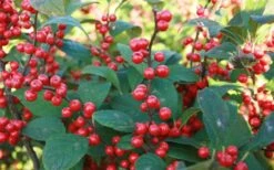Winter Red Female Winterberry Holly - 3 Gallon Pot -Garden Plants Shop Holly Winter Red 7