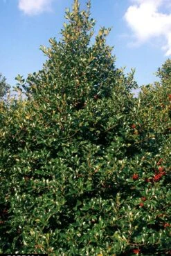 Wirt L. Winn Holly (Ilex X Koehneana) - 3 Gallon Pot -Garden Plants Shop Holly Wirt L Winn 2