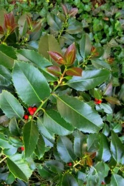 Wirt L. Winn Holly (Ilex X Koehneana) - 3 Gallon Pot -Garden Plants Shop Holly Wirt L Winn 3
