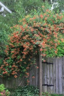 Magnifica Fragrant Orange Honeysuckle Vine - 1 Gallon Pot -Garden Plants Shop Honeysuckle Magnifica Orange 2