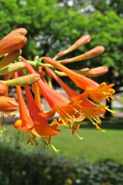 Magnifica Fragrant Orange Honeysuckle Vine - 1 Gallon Pot -Garden Plants Shop Honeysuckle Magnifica Orange 6