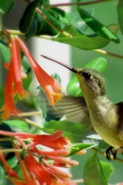 Magnifica Fragrant Orange Honeysuckle Vine - 1 Gallon Pot -Garden Plants Shop Honeysuckle Magnifica Orange 7
