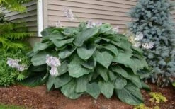 Empress Wu Giant Hosta Lily - 2 Gallon Pot -Garden Plants Shop Hosta Empress Wu 20