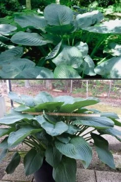 Empress Wu Giant Hosta Lily - 2 Gallon Pot -Garden Plants Shop Hosta Empress Wu 500x750 1