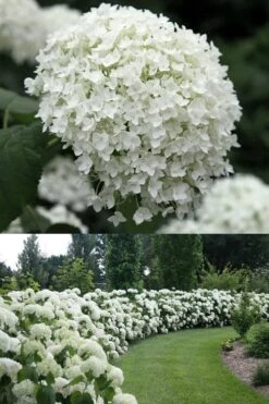 Annabelle Hydrangea - 3 Gallon Pot 14 Annabelle Hydrangea - 3 Gallon Pot -Garden Plants Shop Hydrangea Annabelle 1 500x750 1