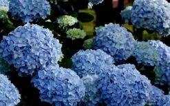 Big Daddy Hydrangea - 7 Gallon Pot -Garden Plants Shop Hydrangea Big Daddy
