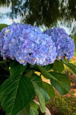 Big Daddy Hydrangea - 7 Gallon Pot -Garden Plants Shop Hydrangea Big Daddy 500x750 1