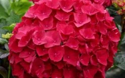Cardinal Red Hydrangea - 3 Gallon Pot -Garden Plants Shop Hydrangea Cardinal
