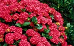 Cardinal Red Hydrangea - 3 Gallon Pot -Garden Plants Shop Hydrangea Cardinal Shrub In Bloom