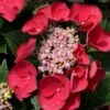 Cherry Explosion Hydrangea - 1 Gallon Pot -Garden Plants Shop Hydrangea Cherry Explosion 1