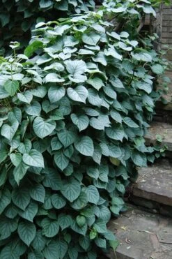 Moonlight Climbing Hydrangea - 2 Gallon Pot -Garden Plants Shop Hydrangea Climbing Moonlight 2 2