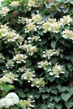 Moonlight Climbing Hydrangea - 5 Gallon Pot -Garden Plants Shop Hydrangea Climbing Moonlight 3 1