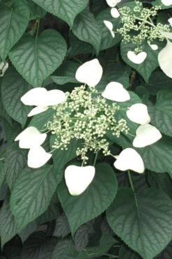 Moonlight Climbing Hydrangea - 2 Gallon Pot -Garden Plants Shop Hydrangea Climbing Moonlight 5 2