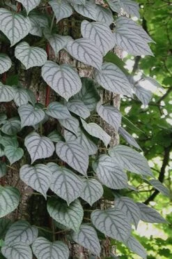 Moonlight Climbing Hydrangea - 5 Gallon Pot -Garden Plants Shop Hydrangea Climbing Moonlight 6 1