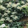 Moonlight Climbing Hydrangea - 5 Gallon Pot -Garden Plants Shop Hydrangea Climbing Moonlight 9 1