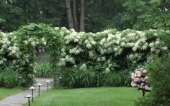 Moonlight Climbing Hydrangea - 2 Gallon Pot -Garden Plants Shop Hydrangea Climbing Petiolaris 16 2
