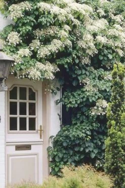 Moonlight Climbing Hydrangea - 5 Gallon Pot -Garden Plants Shop Hydrangea Climbing Petiolaris 17 1