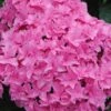 Double Delights Perfection Hydrangea - 2 Gallon Pot -Garden Plants Shop Hydrangea Double DEelights Perfection 2