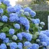Endless Summer Hydrangea Original - 7 Gallon Pot 1 Endless Summer Hydrangea Original - 7 Gallon Pot -Garden Plants Shop Hydrangea Endless Summer 500x750 1