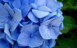 Endless Summer Hydrangea Original - 7 Gallon Pot -Garden Plants Shop Hydrangea Endless Summer Closeup 2