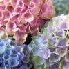 Everlasting Revolution Hydrangea - 1 Gallon Pot -Garden Plants Shop Hydrangea Everlasting Revolution 1
