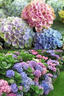 Everlasting Revolution Hydrangea - 1 Gallon Pot -Garden Plants Shop Hydrangea Everlasting Revolution 2