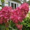 Fire Light Hydrangea - 3 Gallon Pot 1 Fire Light Hydrangea - 3 Gallon Pot -Garden Plants Shop Hydrangea Fire Light 3