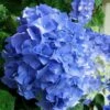 Glory Blue Hydrangea - 3 Gallon Pot -Garden Plants Shop Hydrangea Glory Blue 10