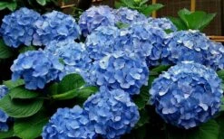 Glory Blue Hydrangea - 3 Gallon Pot 9 Glory Blue Hydrangea - 3 Gallon Pot -Garden Plants Shop Hydrangea Glory Blue 11