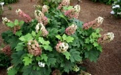 Jetstream Oakleaf Hydrangea - 3 Gallon Pot 10 Jetstream Oakleaf Hydrangea - 3 Gallon Pot -Garden Plants Shop Hydrangea Jetstream 5