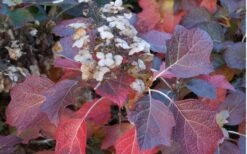 Jetstream Oakleaf Hydrangea - 3 Gallon Pot 11 Jetstream Oakleaf Hydrangea - 3 Gallon Pot -Garden Plants Shop Hydrangea Jetstream 6