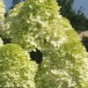 Limelight PeeGee Hydrangea - 2.5 Gallon Pot -Garden Plants Shop Hydrangea Limelight 101