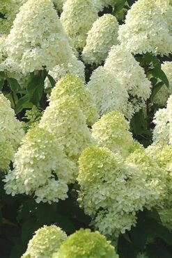 Limelight PeeGee Hydrangea - 2.5 Gallon Pot 17 Limelight PeeGee Hydrangea - 2.5 Gallon Pot -Garden Plants Shop Hydrangea Limelight 107