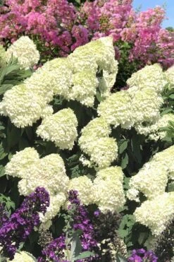 Limelight PeeGee Hydrangea - 2.5 Gallon Pot 19 Limelight PeeGee Hydrangea - 2.5 Gallon Pot -Garden Plants Shop Hydrangea Limelight 110